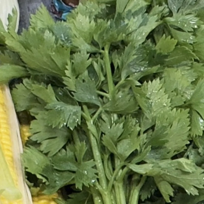 Кинза свежая пучковая (Кориандр)