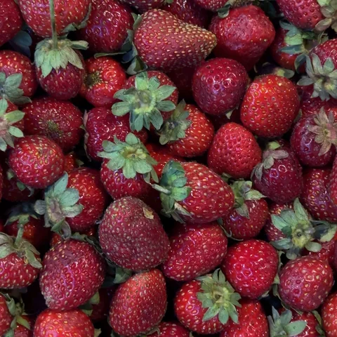 Земляника садовая десертная (ароматная)