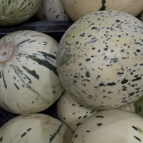 Дыня «Хани Дью» (Honeydew) медовая